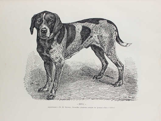 [Байланд Анри де. Породы собак. Их происхождение, оценки, описания, типы, качества, особенности и недостатки. В 2 ч.], 1897